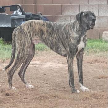 Chevvy -  Great Dane Dog for Adoption in Thompson Falls, Montana - Chevvy | PetCurious