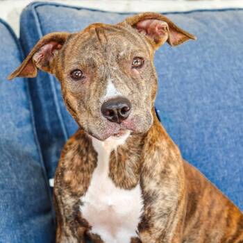 Barney -  Pit Bull Terrier Dog for Adoption in Mansfield, Texas - Barney | PetCurious
