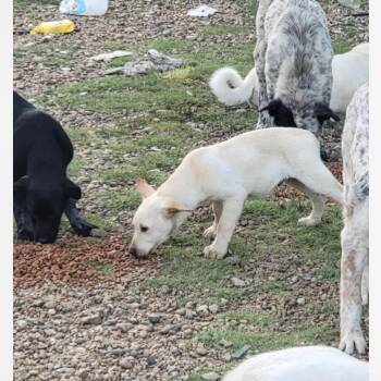Rescue Australian Cattle Dog Blue Heeler Dogs for Adoption in Plano, Texas - Willie | PetCurious