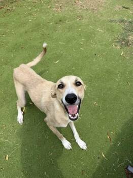 KYLIE -  Labrador Retriever and Whippet Dog for Adoption in Sugar Land, Texas - KYLIE | PetCurious
