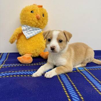 Labrador Retriever and Chihuahua Dogs Available for Adoption - Heath | PetCurious