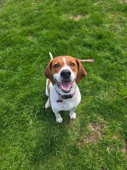Hound Dogs Available for Adoption in Viroqua, Wisconsin - Gypsy | PetCurious