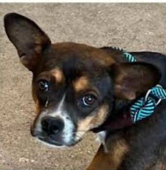 Peaches in TX -  Chihuahua Dog for Adoption in Cranston, Rhode Island - Peaches In TX | PetCurious