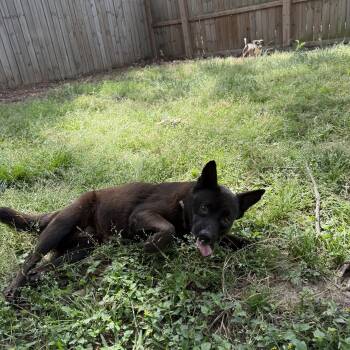 Shepherd Dogs Available for Adoption - ARMANI | PetCurious