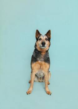 Billabong -  Mixed Breed Dog for Adoption in Sevierville, Tennessee - Billabong | PetCurious