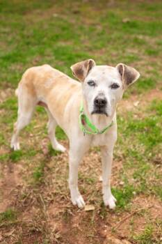 Mixed Breed Dogs Available for Adoption - Freckles | PetCurious