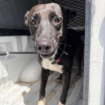 Pear -  Shepherd and Mixed Breed Dog for Adoption in Edinburg, Texas - Pear | PetCurious