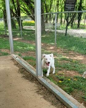 Mixed Breed Dogs Available for Adoption in Lawrenceburg, Tennessee - Poppy | PetCurious