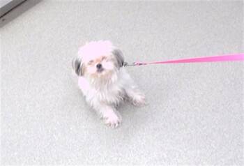 DANISH -  Shih Tzu and Mixed Breed Dog for Adoption in Omaha, Nebraska - DANISH | PetCurious