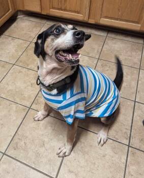 Rescue Hound and Beagle Dogs for Adoption in Zuni, Virginia - Gunner | PetCurious