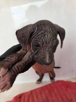 Regulus -  Mixed Breed Dog for Adoption in Mobile, Alabama - Regulus | PetCurious