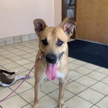 Carolina Dog Dogs Available for Adoption in Torrance, California - Finn | PetCurious