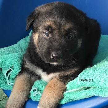 Mixed Breed Dogs Available for Adoption - Greta | PetCurious