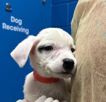 Mars -  Labrador Retriever Dog for Adoption in Golden, Colorado - Mars | PetCurious