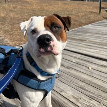 American Bulldog Dogs Available for Adoption - Hustle-Bustle  | PetCurious