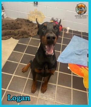 Logan -  Doberman Pinscher Dog for Adoption in Fleetwood, Pennsylvania - Logan | PetCurious