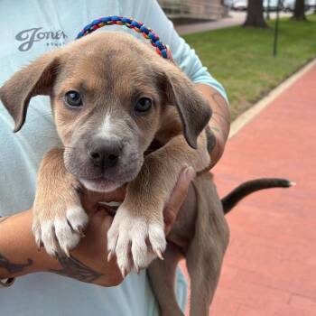Pit Bull Terrier Dogs Available for Adoption in Waco, Texas - Doc McStuffins | PetCurious