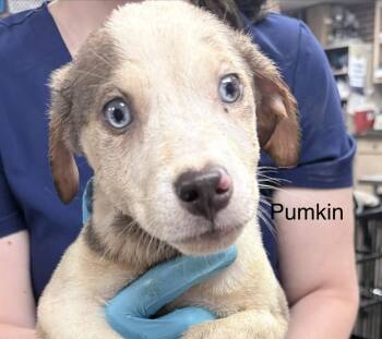 Rescue Catahoula Leopard Dog Dogs for Adoption in Crystal Springs, Mississippi - Pumkin | PetCurious