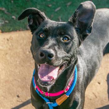 Mixed Breed Dogs Available for Adoption in Saint Charles, Missouri - Jade | PetCurious