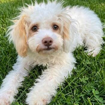 Snoopy -  Mixed Breed Dog for Adoption in Boca Raton, Florida - Snoopy | PetCurious