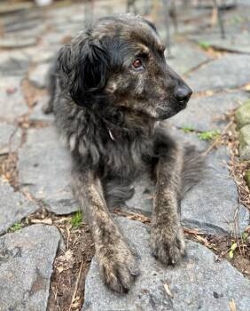 Bear ---- Curtesy Listing for Senior in need of new home -  Newfoundland Dog Dog for Adoption in Marietta, Georgia - Bear ---- Curtesy Listing For Senior In Need Of New Home | PetCurious