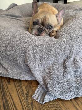 Aiden - Rocky~ -  French Bulldog Dog for Adoption in Columbia, Tennessee - Aiden - Rocky~ | PetCurious