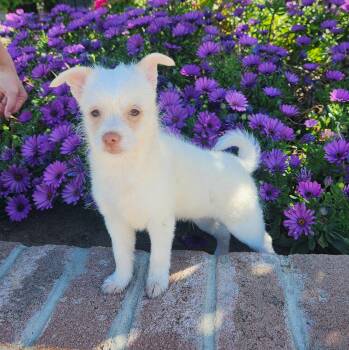 Chihuahua and Terrier Dogs Available for Adoption - Melon | PetCurious