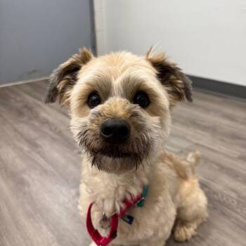 Pooh -  Miniature Poodle and Yorkshire Terrier Dog for Adoption in Fairfax Station, Virginia - Pooh | PetCurious