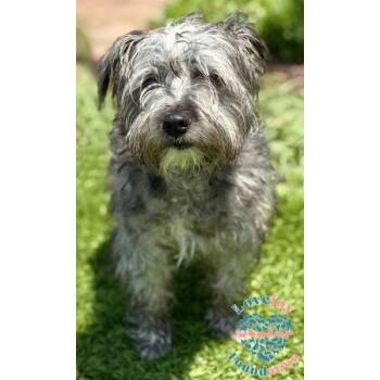 Scooby COH -  Schnoodle Dog for Adoption in Inglewood, California - Scooby COH | PetCurious