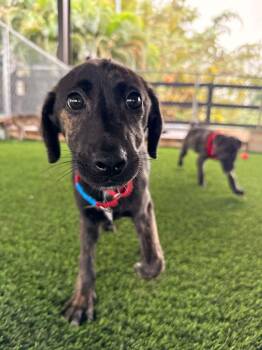 Mixed Breed Dogs Available for Adoption - Tigra | PetCurious