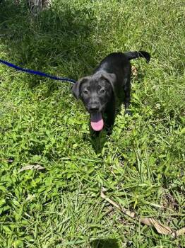 PEPPER -  Labrador Retriever and Mixed Breed Dog for Adoption in Doral, Florida - PEPPER | PetCurious