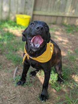 Rescue Retriever and Pit Bull Terrier Dogs for Adoption in Dover, Arkansas - Porky | PetCurious