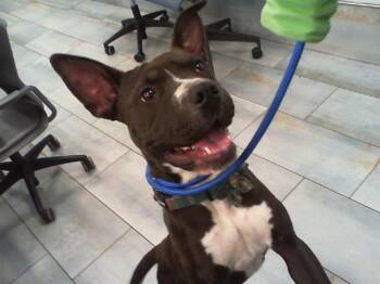 Pit Bull Terrier and Mixed Breed Dogs Available for Adoption - NOVALEE | PetCurious