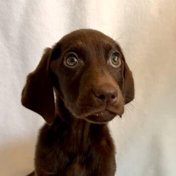 Chocolate Labrador Retriever and Labrador Retriever Dogs Available for Adoption in Jacksonville, Florida - Hazel | PetCurious