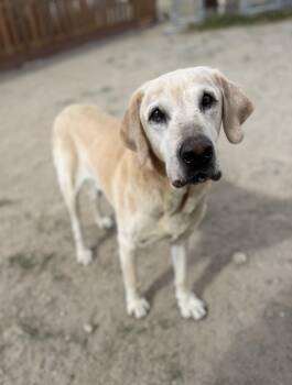 Yellow Labrador Retriever Dogs Available for Adoption in Buena Vista, Colorado - Gronk | PetCurious