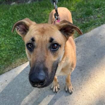 German Shepherd Dog and Mixed Breed Dogs Available for Adoption in Riverwoods, Illinois - Tiffy | PetCurious