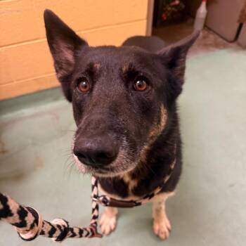 MAMA BEAR -  Mixed Breed Dog for Adoption in Memphis, Tennessee - MAMA BEAR | PetCurious