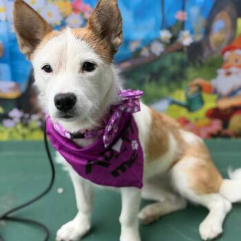 Chihuahua and Jack Russell Terrier Dogs Available for Adoption - Pixie | PetCurious