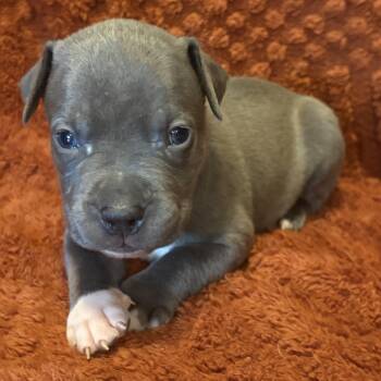 Cocoa (Mama Glorias Cozy Cafe Crew Litter) -  Pit Bull Terrier Dog for Adoption in Carmel Hamlet, New York - Cocoa (Mama Glorias Cozy Cafe Crew Litter) | PetCurious