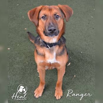 Rescue German Shepherd Dog and Mixed Breed Dogs for Adoption in Youngwood, Pennsylvania - Ranger | PetCurious