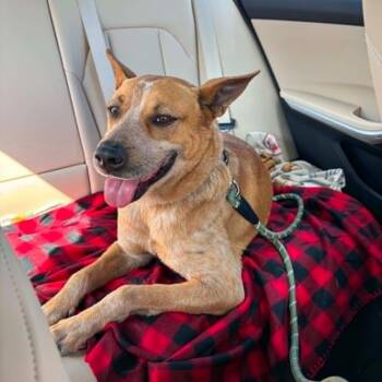 Australian Cattle Dog Blue Heeler Dogs Available for Adoption in Woodstock, Ontario - Freddy | PetCurious