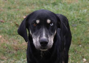 Rescue Hound and Labrador Retriever Dogs for Adoption in Plain City, Ohio - Curly | PetCurious