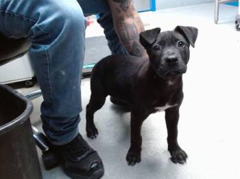 MIDNIGHT -  Labrador Retriever and Pit Bull Terrier Dog for Adoption in Albuquerque, New Mexico - MIDNIGHT | PetCurious