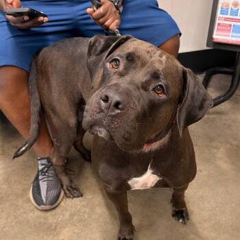 Lynn ( Wren ) -  Terrier Dog for Adoption in Tampa, Florida - Lynn ( Wren ) | PetCurious