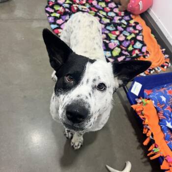 Spots -  Mixed Breed Dog for Adoption in Bismarck, North Dakota - Spots | PetCurious