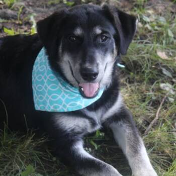 Nataliya -  Siberian Husky and Golden Retriever Dog for Adoption in Cincinnati, Ohio - Nataliya | PetCurious
