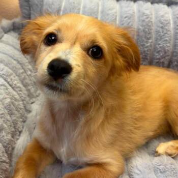 Solace -  Chihuahua Dog for Adoption in Valparaiso, Indiana - Solace | PetCurious
