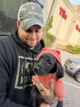 Great Dane Dogs Available for Adoption - Willow | PetCurious