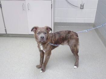 WAFFLES -  Flat Coated Retriever and Mixed Breed Dog for Adoption in Omaha, Nebraska - WAFFLES | PetCurious
