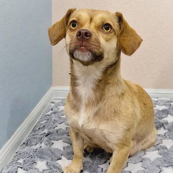 Chihuahua Dogs Available for Adoption in Park Row, Texas - Spirit | PetCurious
